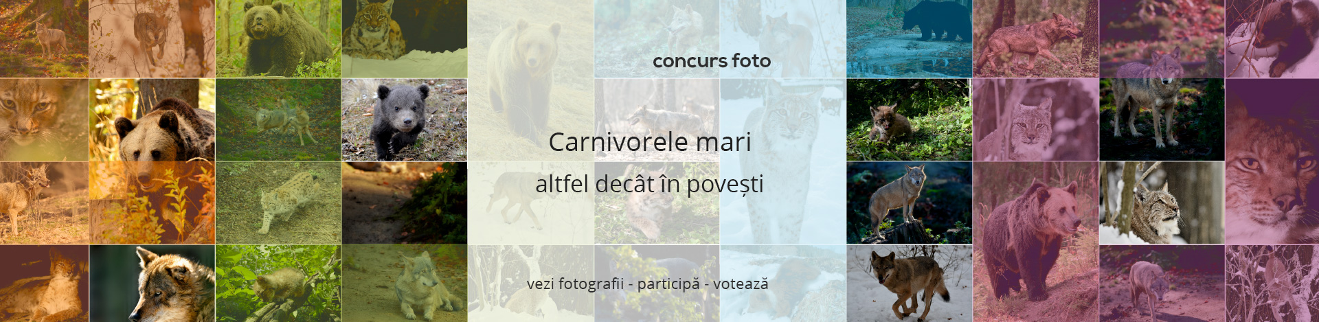 carnivore mari vrancea