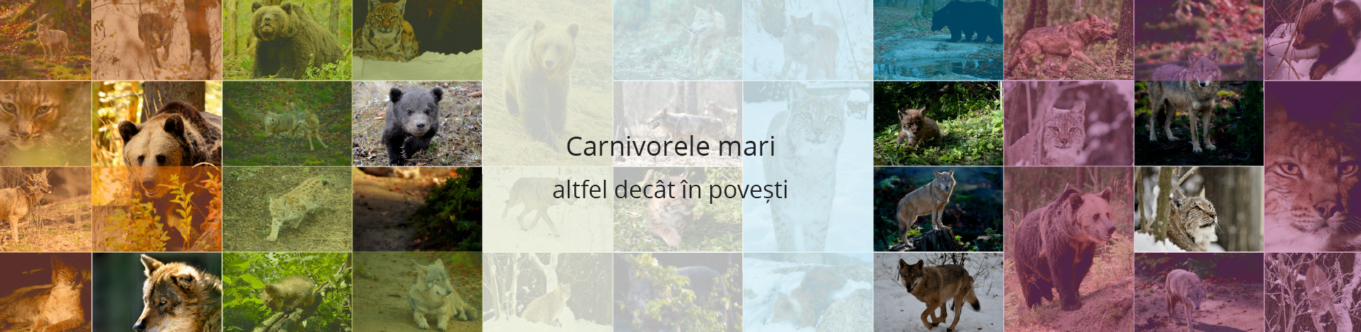 carnivore mari vrancea